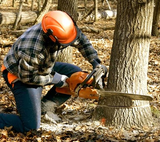 Tree Removal in Krum, TX